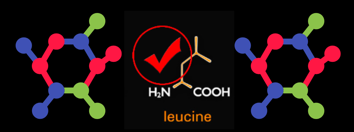 leucine1